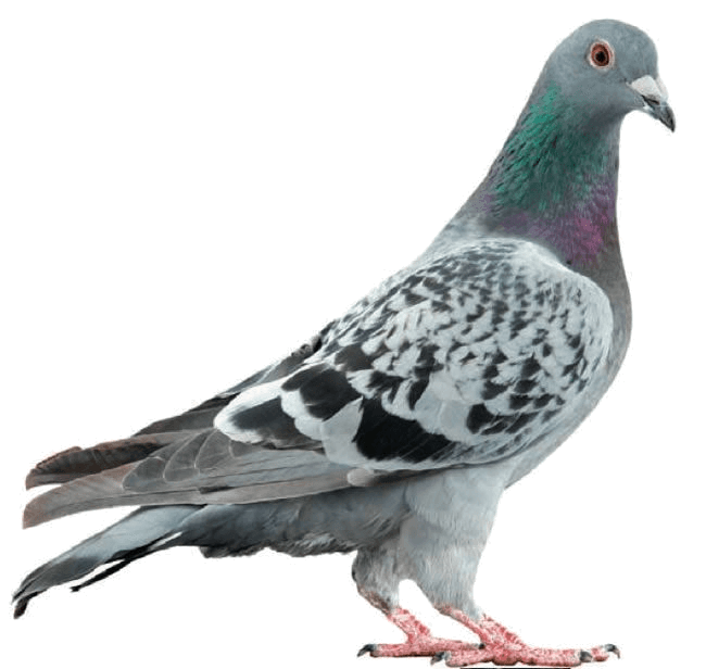 Pest Mortem Pigeon Pest Mortem Pigeon