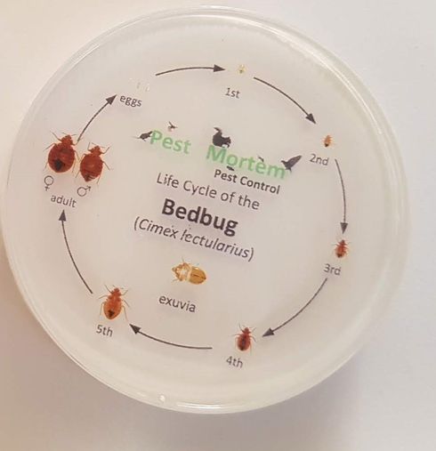 Pest Mortem Bed Bug Pest Mortem Bed Bug