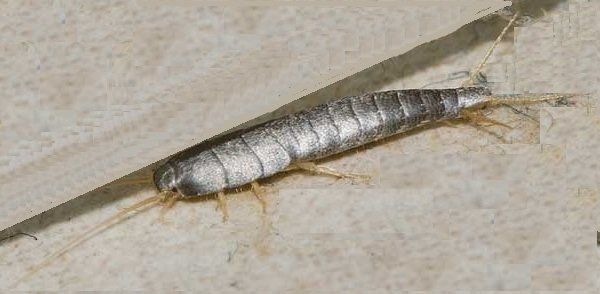 Pest Mortem Silverfish Pest Mortem Silverfish