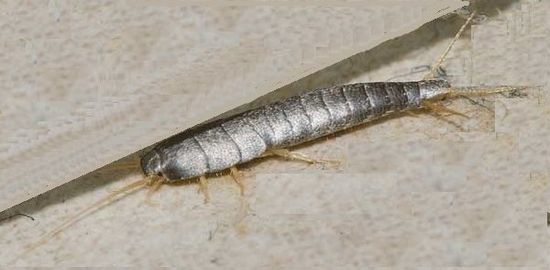 Pest Mortem Silverfish Pest Mortem Silverfish