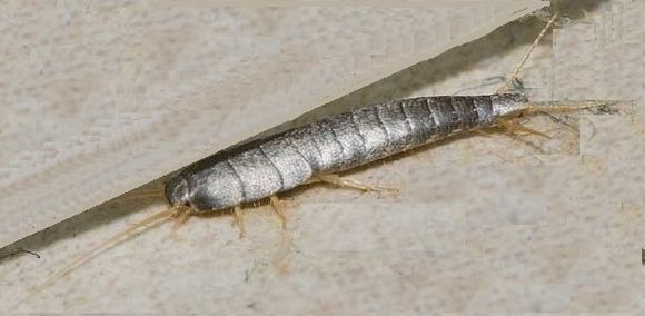 Pest Mortem Silverfish Pest Mortem Silverfish