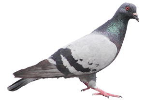 Pest Mortem Pigeon Pest Mortem Pigeon