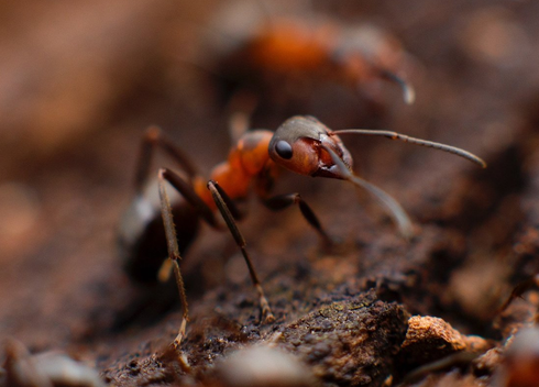 Pest Mortem Ant Pest Mortem Ant