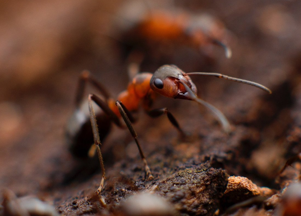Pest Mortem Ant Pest Mortem Ant