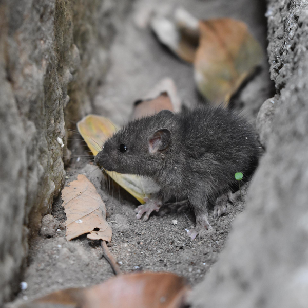 Pest Mortem Rat