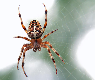 Pest Mortem Spider Pest Mortem Spider