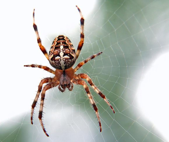 Pest Mortem Spider Pest Mortem Spider