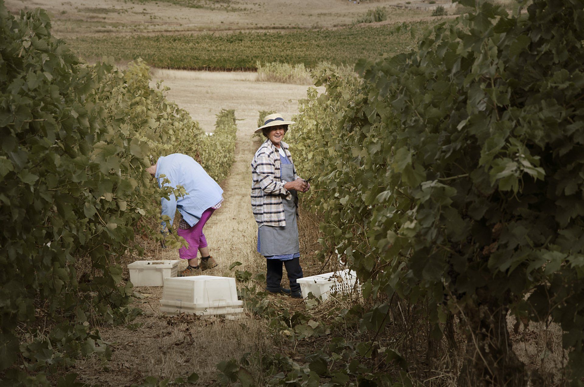 Two people harvesting grapes in a vineyard, sunny day. One wearing a hat and apron.