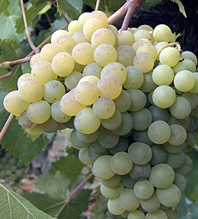 Green and yellow grapes growing on a vine.