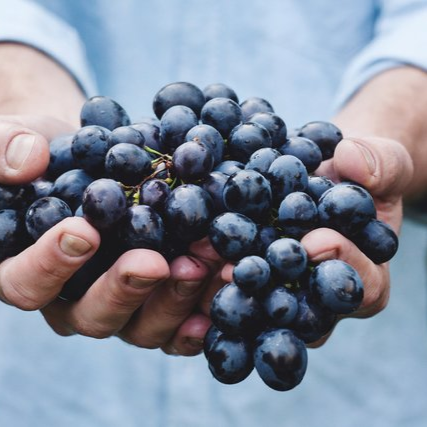 Hands cupping a large bunch of dark purple grapes, held by a person with a blue shirt.