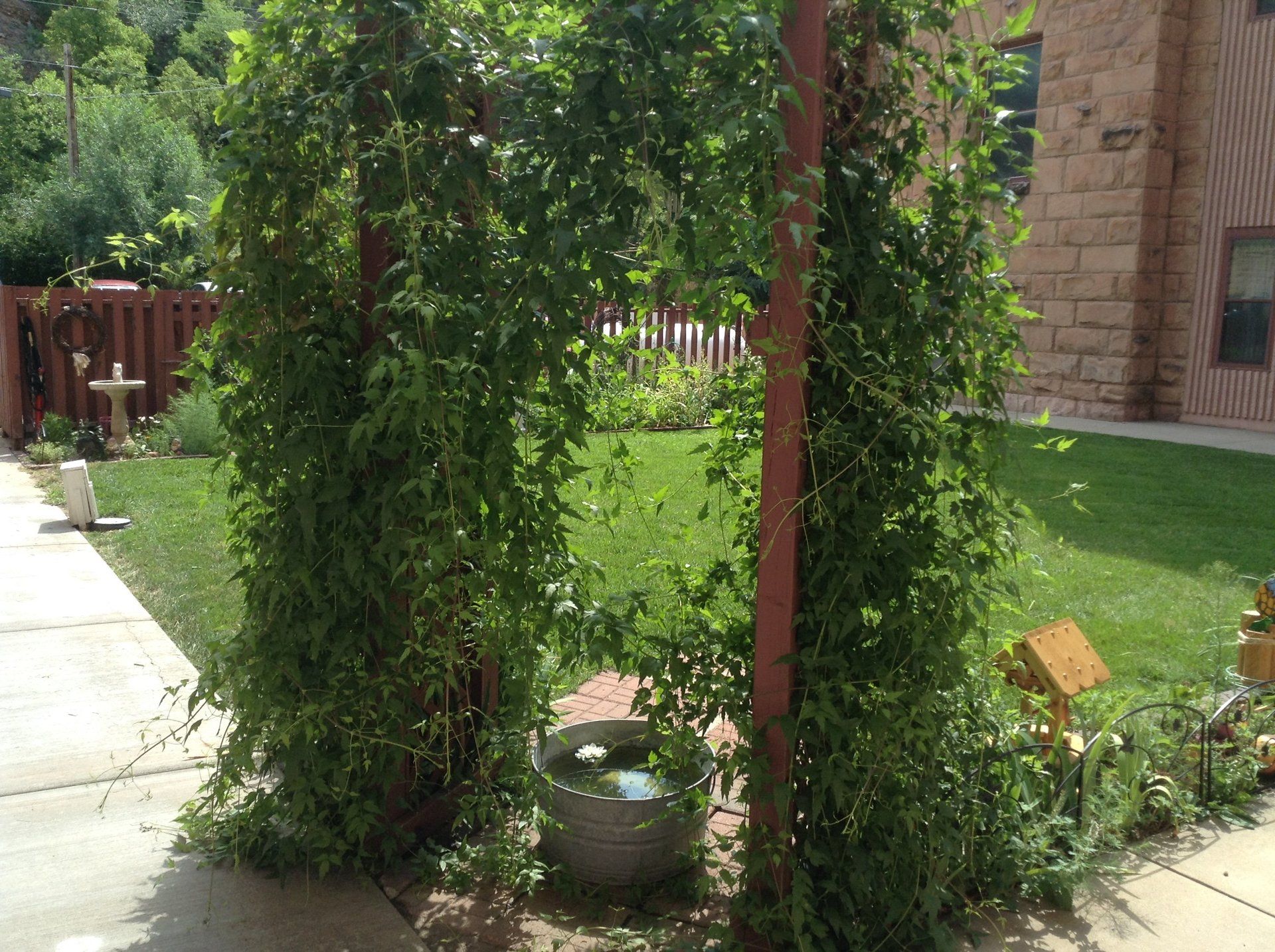 Arbor covered in green vines with a concrete pot at the base, leading to a grassy yard.