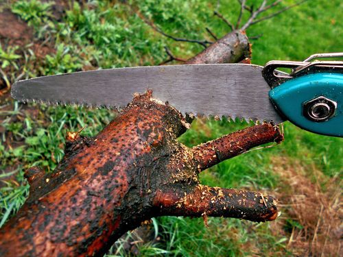 sawing tree limb