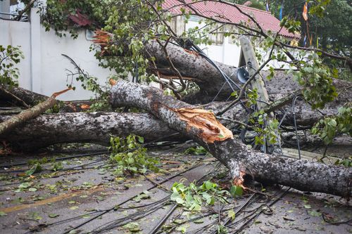 fallen tree from wind damage
