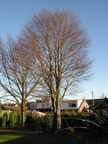 Garden Services - Crewe, Cheshire - MCC TREE CARE - Garden Services - Crewe, Cheshire - MCC TREE CARE -