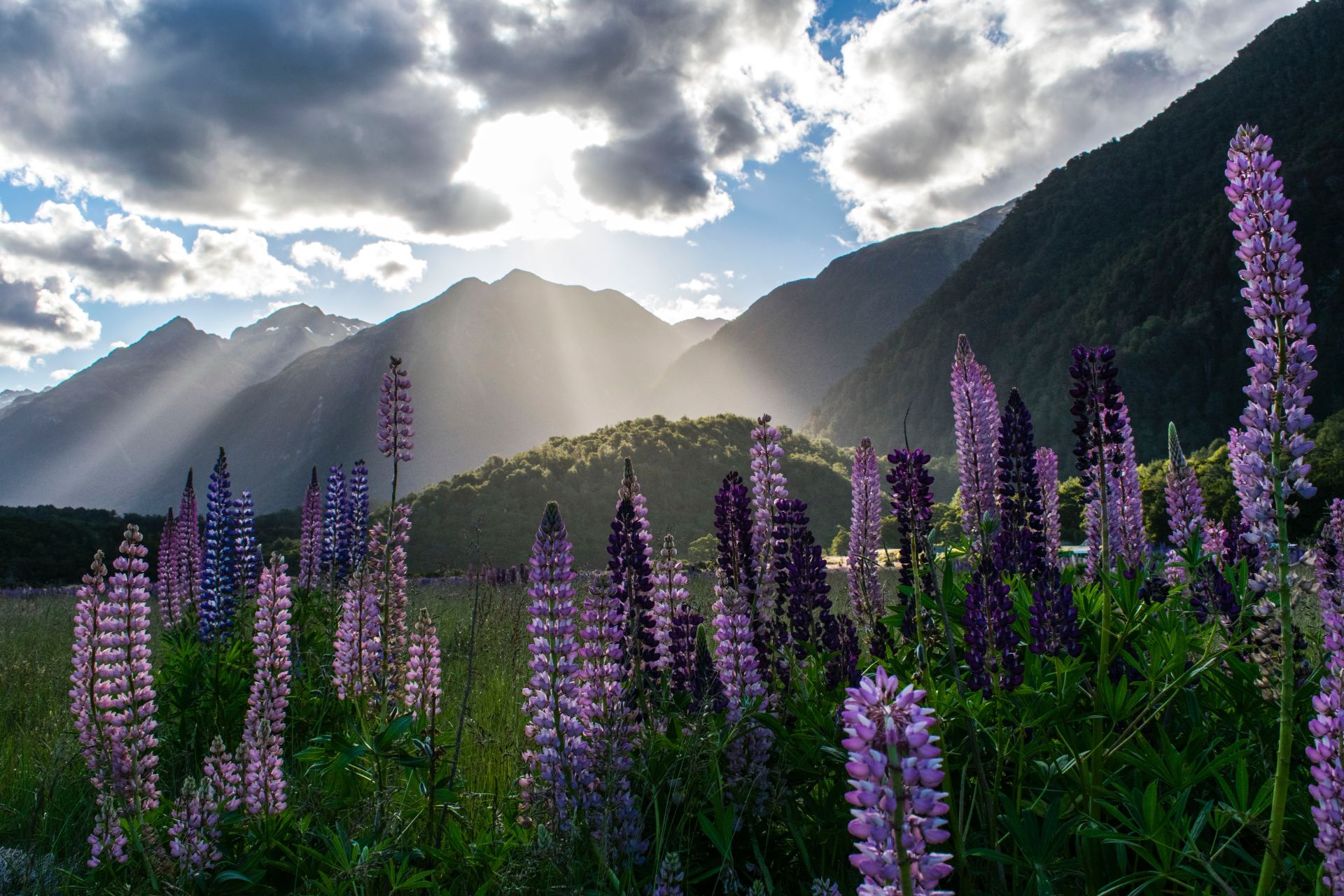 Milford Sound - Nova Zelandia Imagem de flores roxas com montanha de fundo, foto tirada em Milford Sound, Nova Zelândia