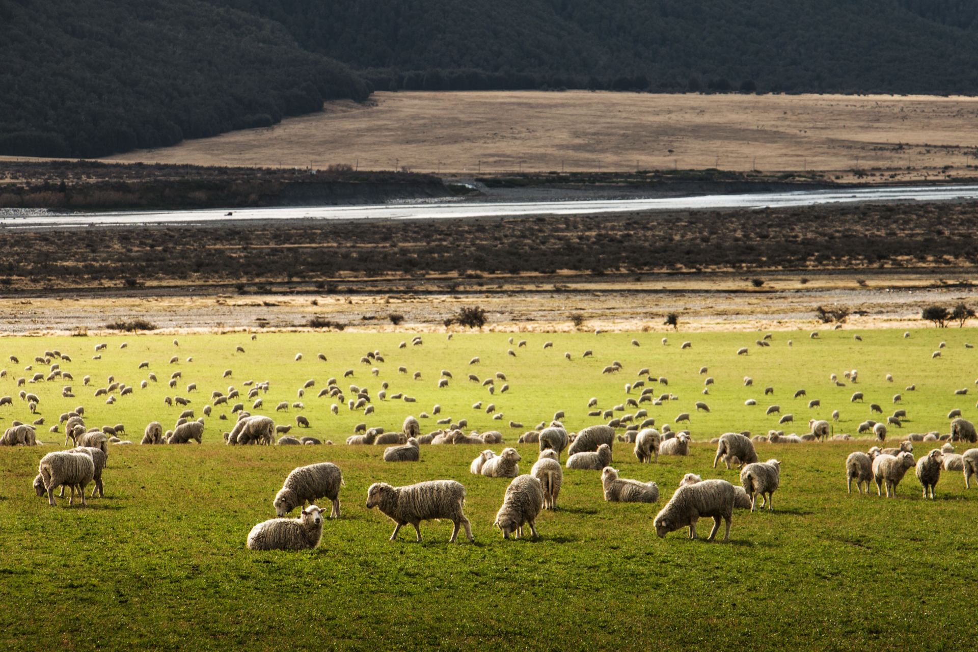Nova Zelandia velhas pastando em verde planície, Nova Zelândia