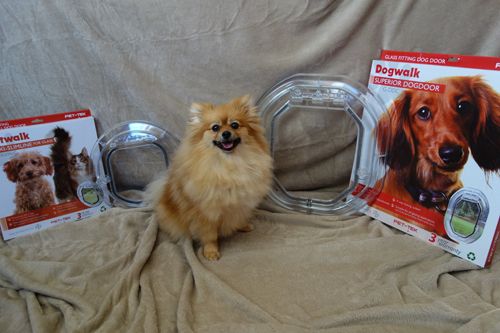 Cute dog and dog magazine