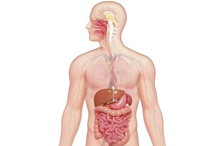 inside the body
