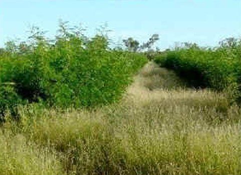 Grass-field
