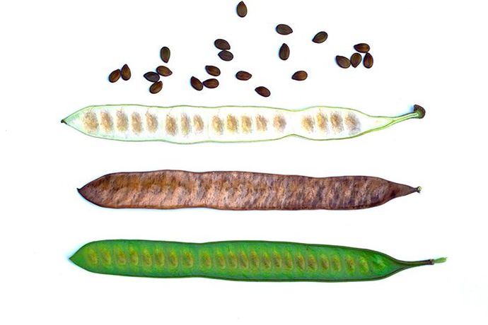 river tamarind