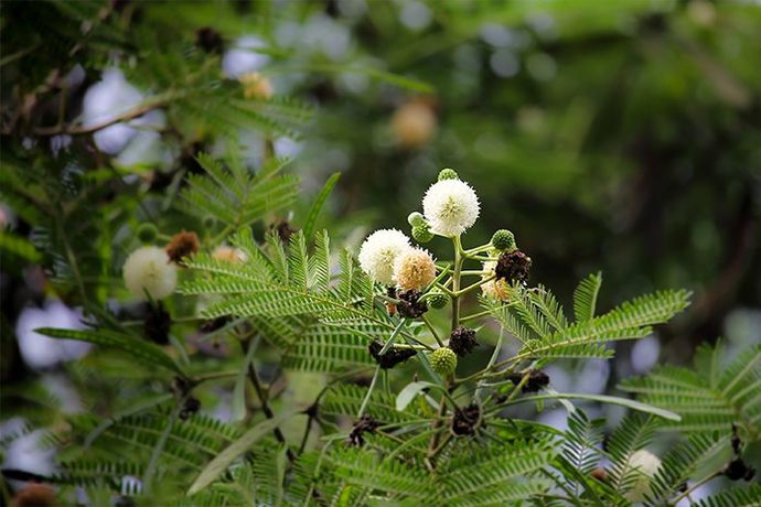 river tamarind leaf and flower