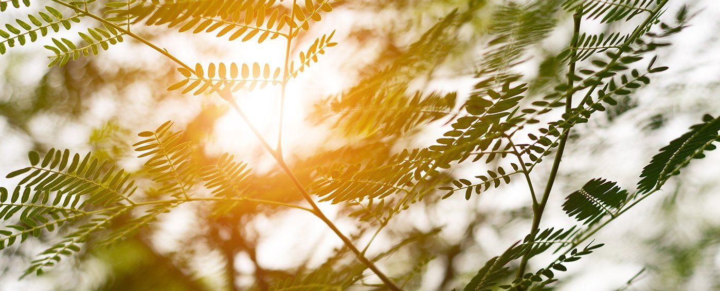river tamarind leaf and sun