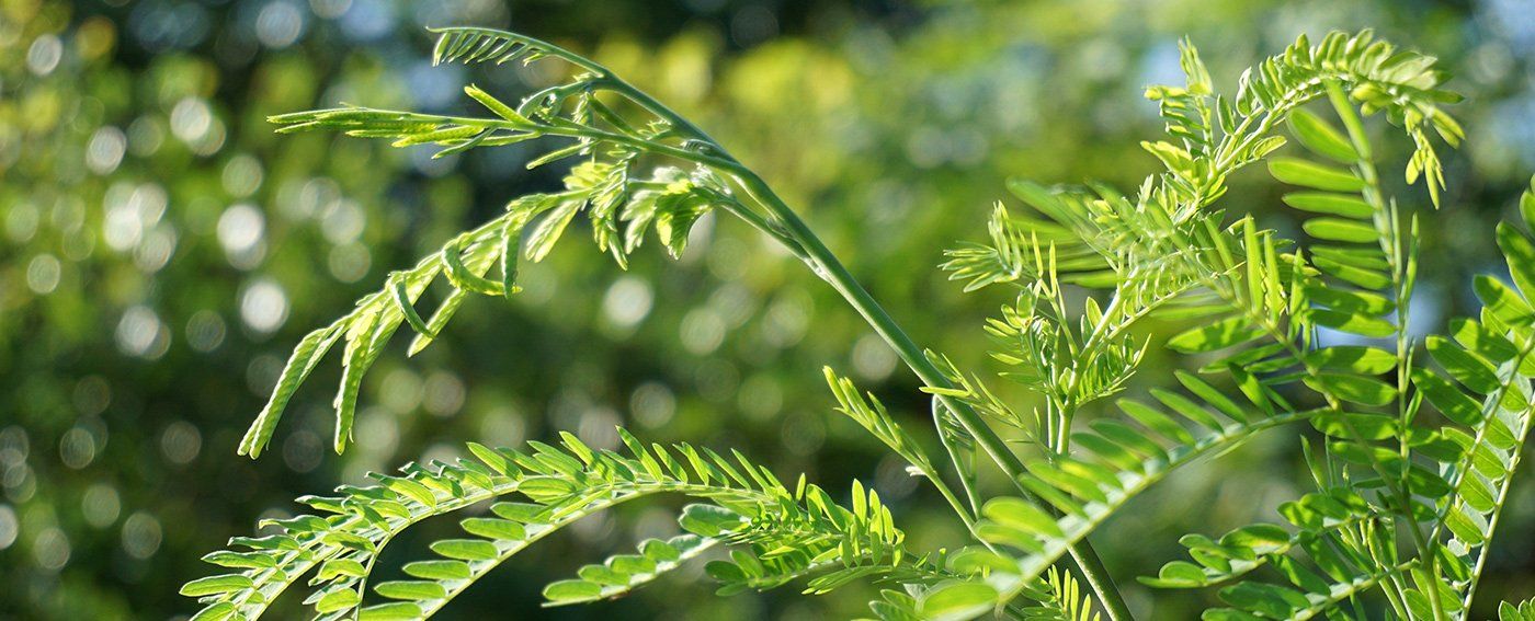 river tamarind leaf