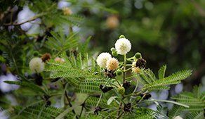 river-tamarind-leaf-green-flower