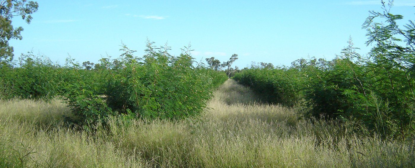 river tamarind leaf rows