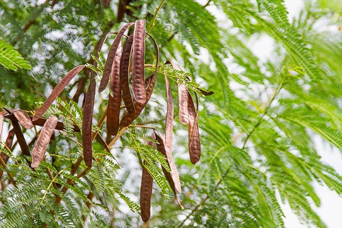 river tamarind tree
