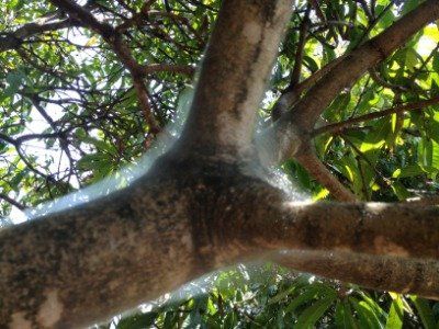 section of tree