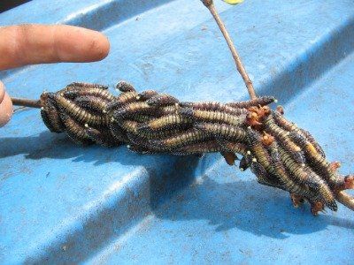tree insects