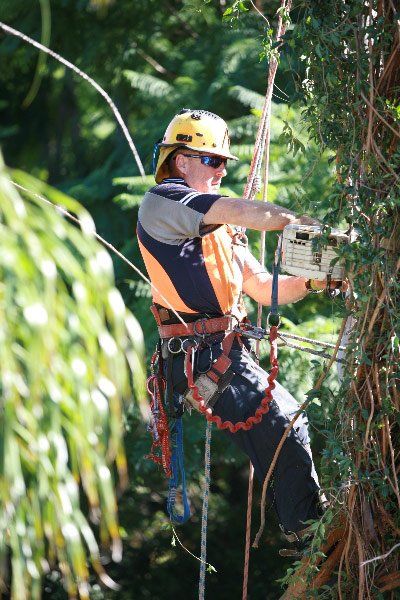 man working on tree