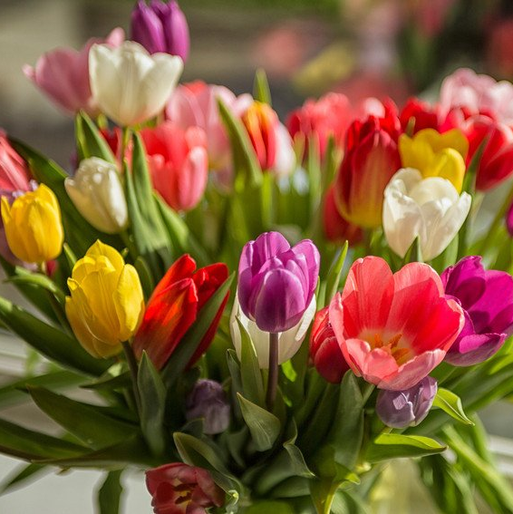 Fresh and long lasting flowers