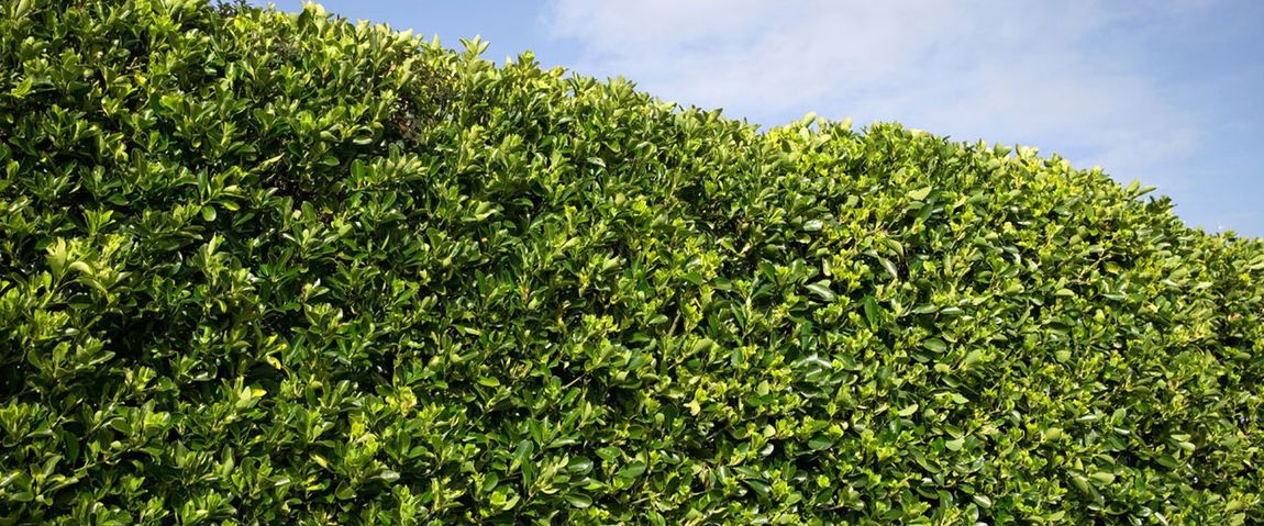 tree care specialists