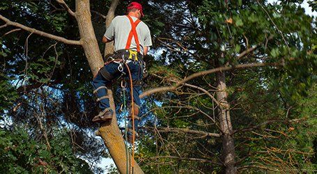 tree maintenance