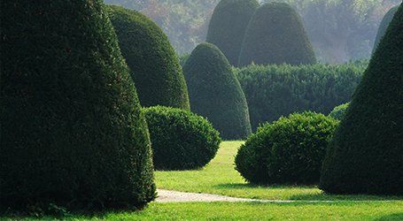 conifer shaping experts
