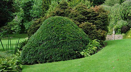 conifer shaping specialists
