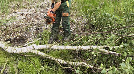 dead wooding specialists