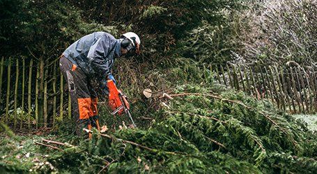 dead wooding experts