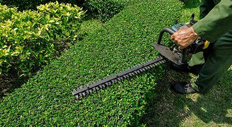 hedge trimming