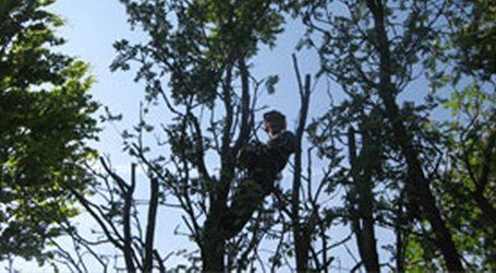 tree felling
