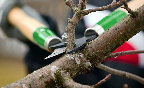 tree care
