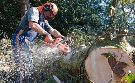 tree experts