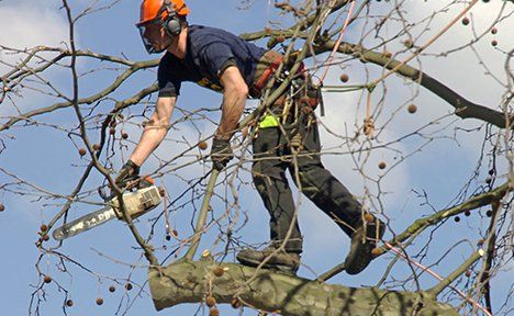 tree surgeons