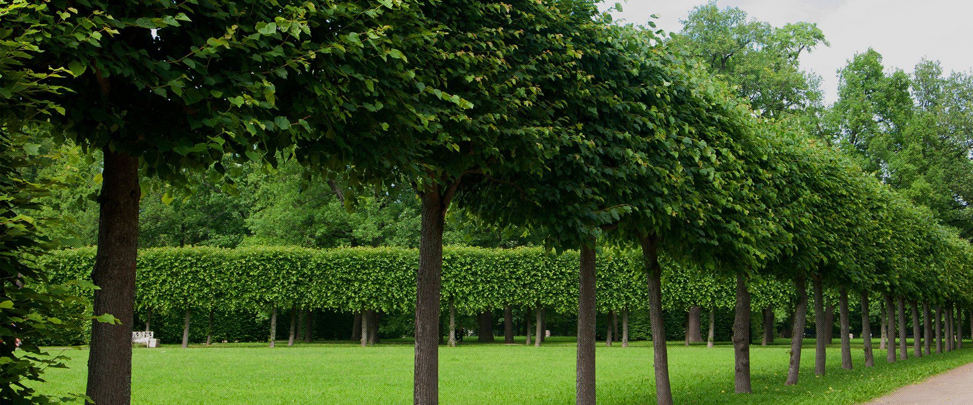 garden maintenance
