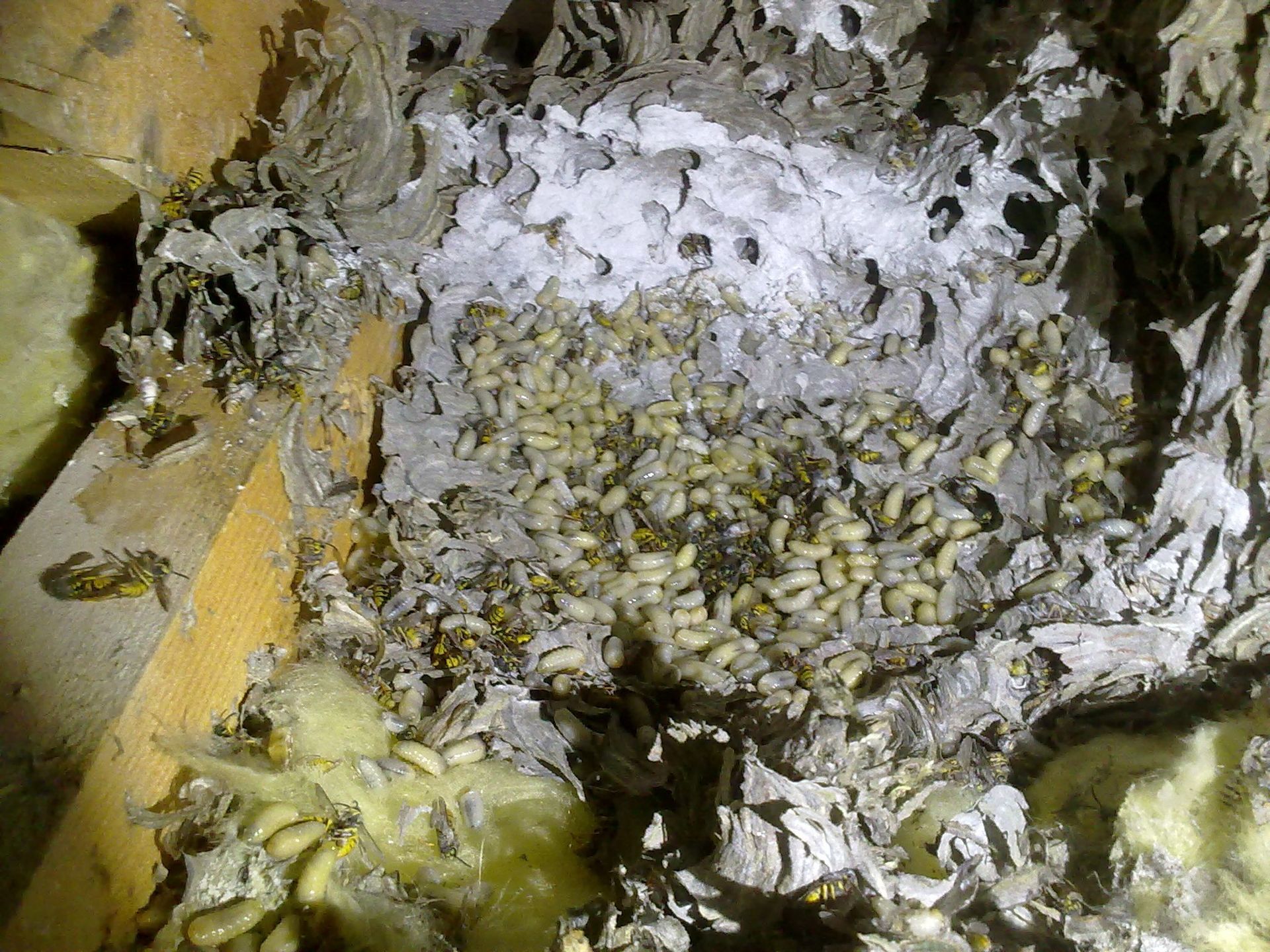 Loft Clearance - Pest Control - Wasps