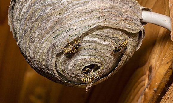 Wasps — Jonesboro, AR — NEA Termite & Pest Control Wasps — Jonesboro, AR — NEA Termite & Pest Control
