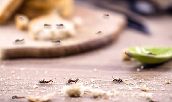 Ants — Jonesboro, AR — NEA Termite & Pest Control Ants — Jonesboro, AR — NEA Termite & Pest Control