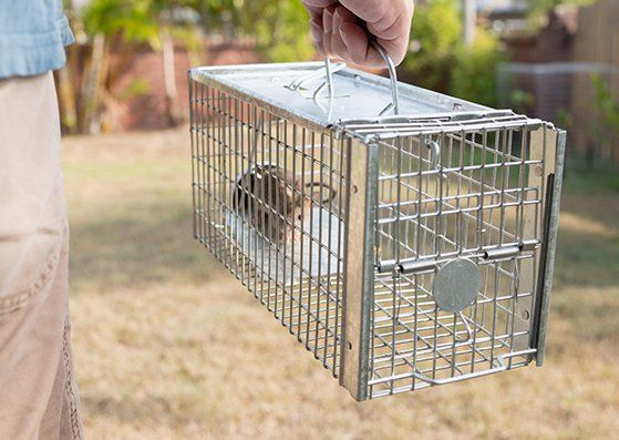 Mouse Inside Cage — Jonesboro, AR — NEA Termite & Pest Control